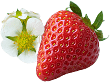 いちごと花